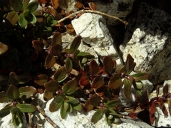 Epilobium glabellum