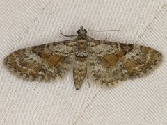 Eupithecia anticaria