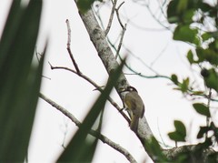 Pycnonotus sinensis hainanus