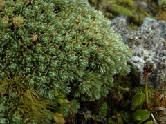 Kelleria croizatii