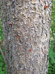 Dendroctonus rufipennis