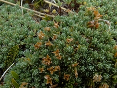 Kelleria croizatii