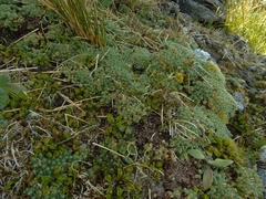 Kelleria croizatii