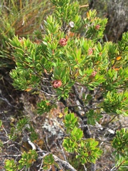 Leptospermum nitidum