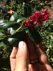 Escallonia rubra macrantha