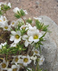 Linanthus demissus