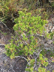 Leptospermum nitidum