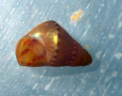 Phasianotrochus eximius