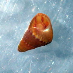 Phasianotrochus eximius