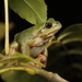 Italian Tree Frog - Photo (c) Giuseppe Molinari, some rights reserved (CC BY-NC), uploaded by Giuseppe Molinari
