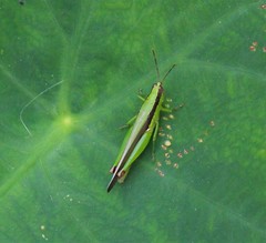 Gesonula punctifrons