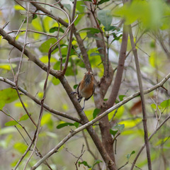 Ramphocaenus melanurus