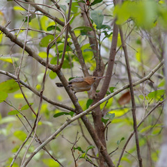 Ramphocaenus melanurus