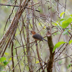 Ramphocaenus melanurus