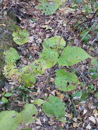 Image of Arctic Beauty (Actinidia kolomikta) by (c) Tatyana Petrenko, some rights reserved (CC BY)