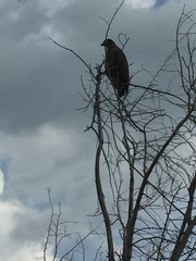 Spilornis cheela spilogaster