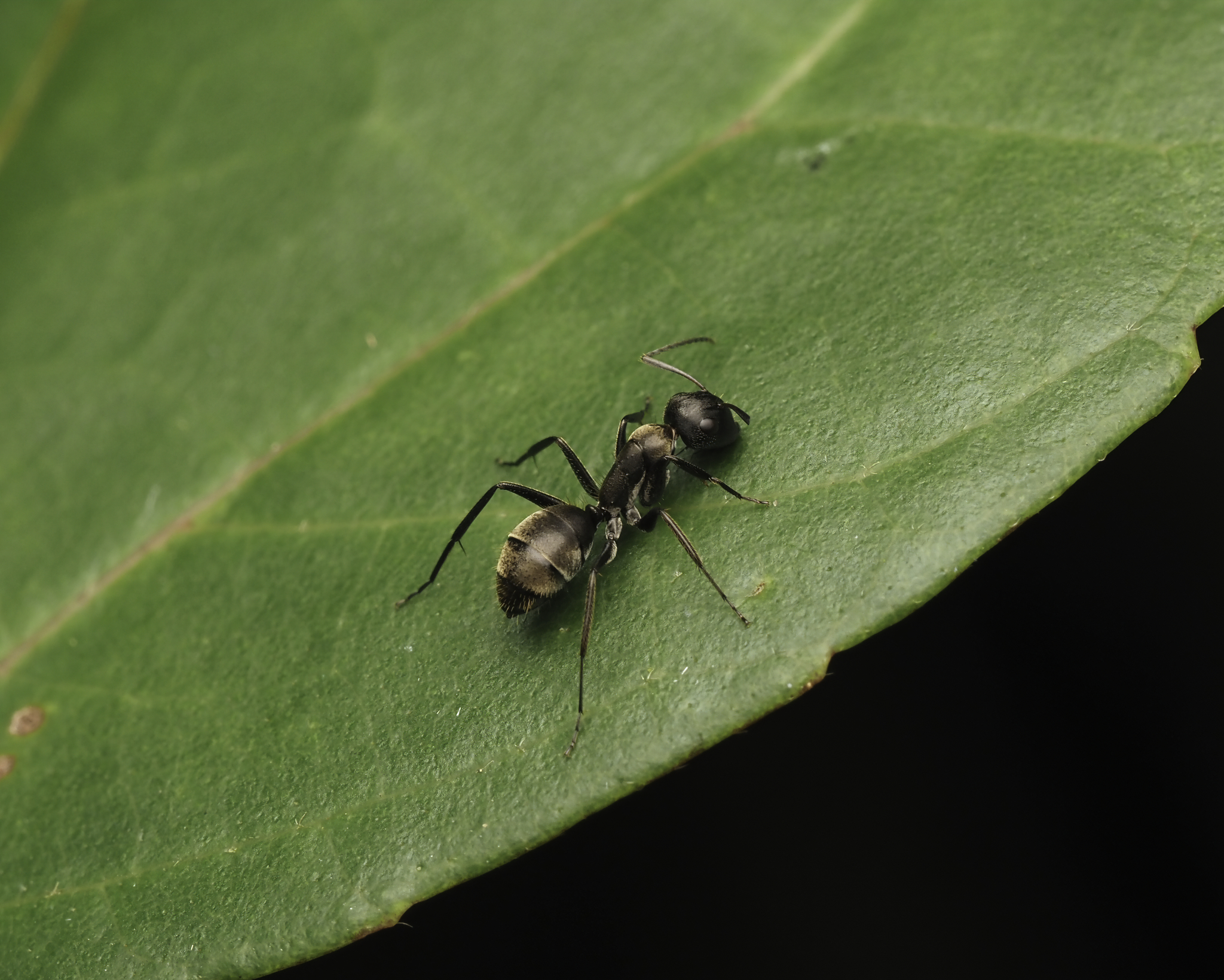 Camponotus inquilinus