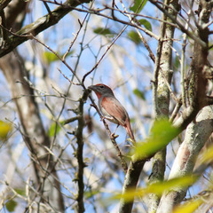 Piranga roseogularis