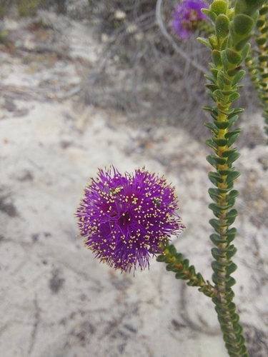 Melaleuca porphyrocephala, 2023-10-09