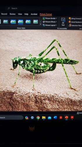 tessellate bush katydid