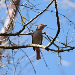 Piranga roseogularis