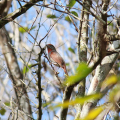 Piranga roseogularis