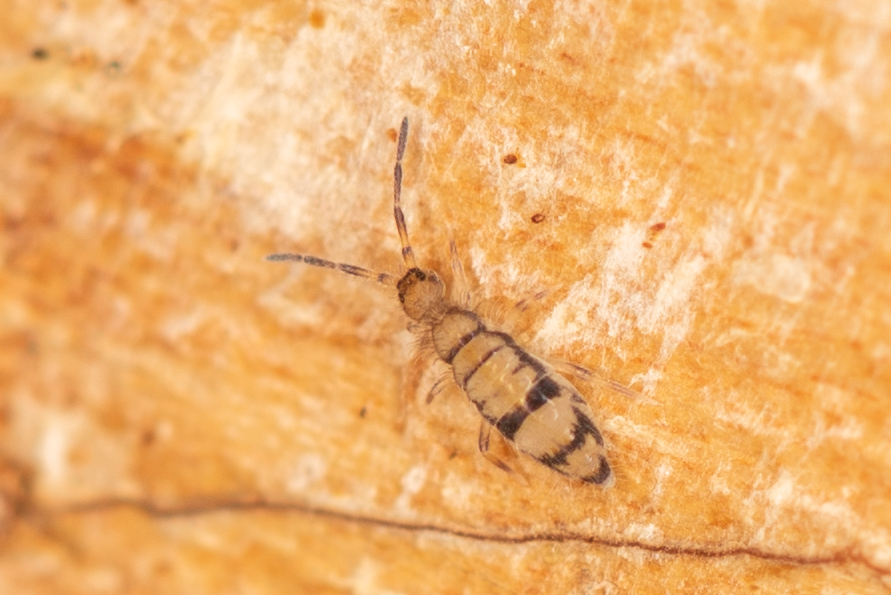 Entomobrya corticalis, photo 1 of 10