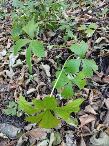 Image of Sanicula rubriflora by (c) Tatyana Petrenko, some rights reserved (CC BY)