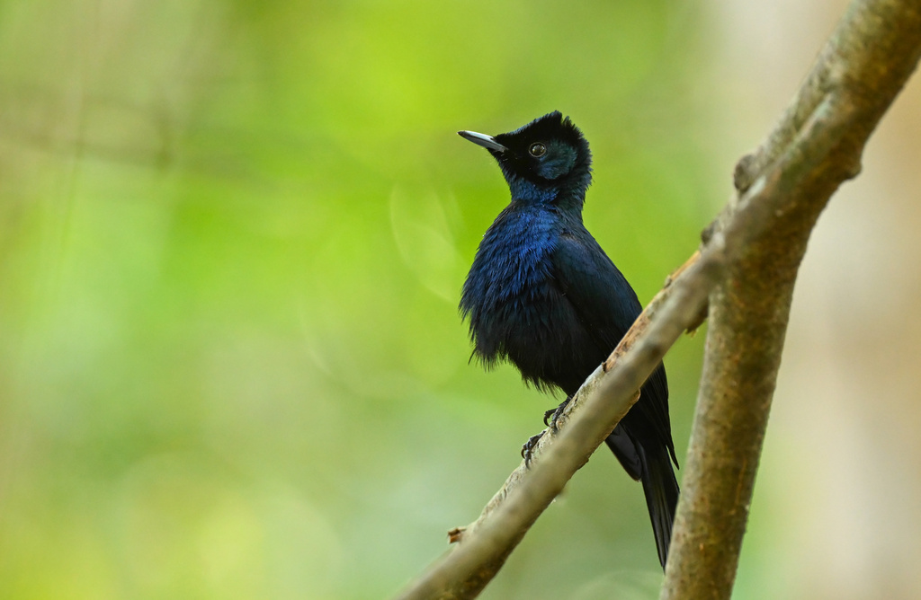 Shining Flycatcher