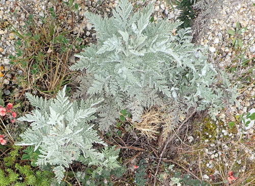 Image of Artemisia afra by (c) Nicola van Berkel, some rights reserved (CC BY-SA)