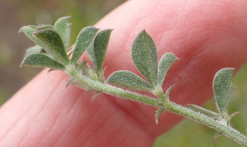 Image of Indigofera priorii by (c) Nicola van Berkel, some rights reserved (CC BY-SA)