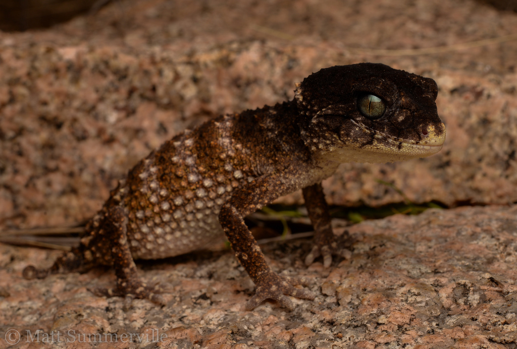 Rough Knob-Tail