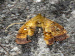 Anthela connexa