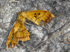 Anthela connexa