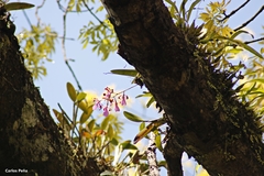 Encyclia cordigera
