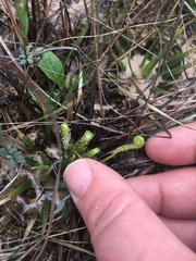 Drosera tracyi