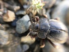 Pilobalia