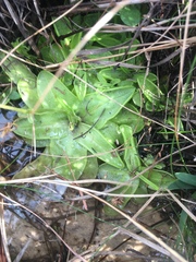 Pinguicula primuliflora