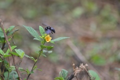 Xylocopa darwini