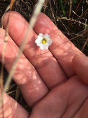 Pinguicula primuliflora