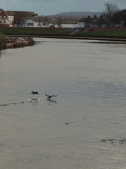 Phalacrocorax carbo