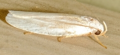 Antaeotricha albulella