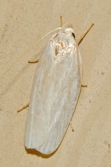 Antaeotricha albulella