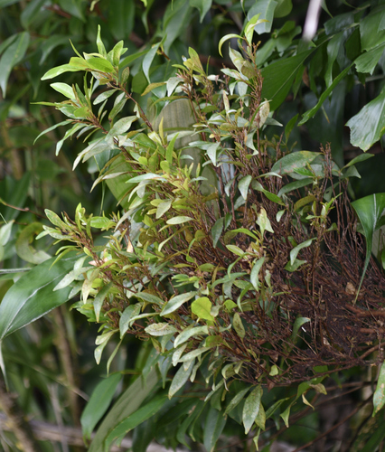 Syzygium lineatum observed 2023-10-09