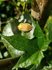 Agapophyta bipunctata