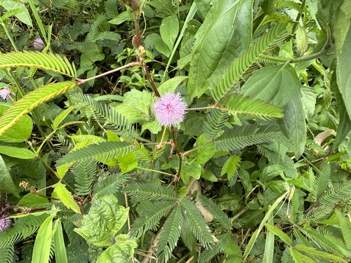 Sensitive Plant