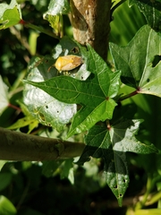 Agapophyta bipunctata