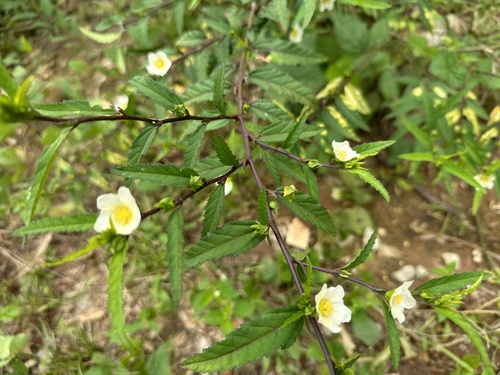 Spinyhead Sida