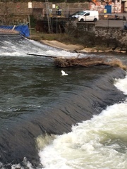 Egretta garzetta