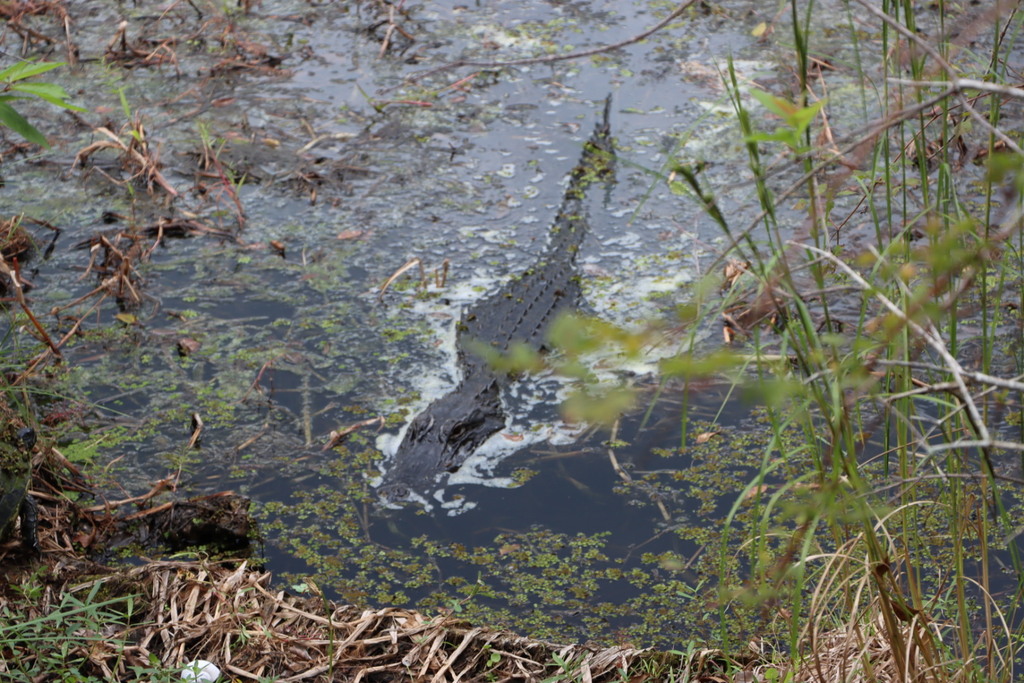 American Alligator from lettuce lake park on October 6, 2023 at 0540